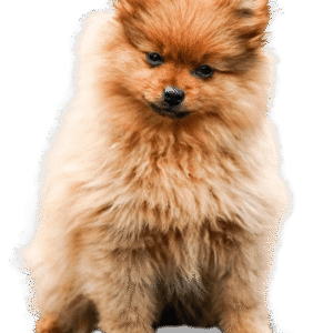 Pomerian