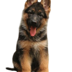 German shepherds