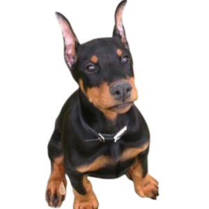 Doberman Pinscher