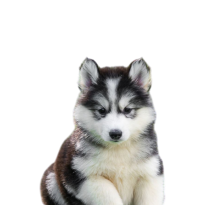 Siberian Husky