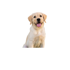 Labrador
